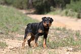 JAGDTERRIER ALLEMAND 041